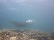 Picture 'Yap1_1_01154 Manta Ray, Yap, Stammtisch (dive site)'